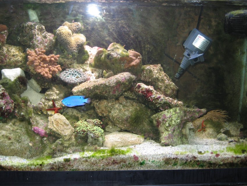JacquesB - new-look aquarium pics