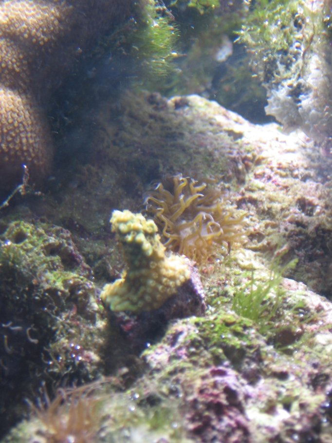 JacquesB - new-look aquarium pics - NEW UDPATES 7