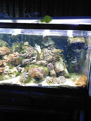 JacquesB's updated pictures of my 2 metre tank