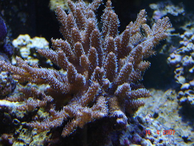 Dragon Reef 1 year 6