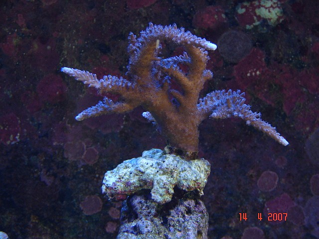 Dragon Reef 1 year 8