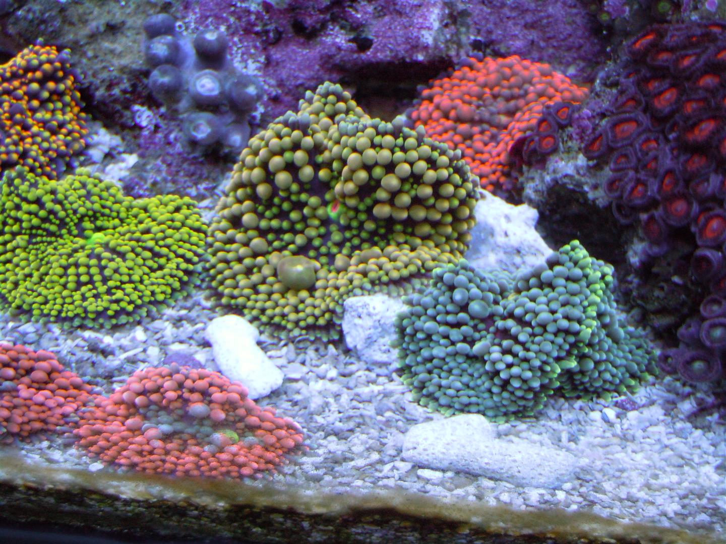 corals 5