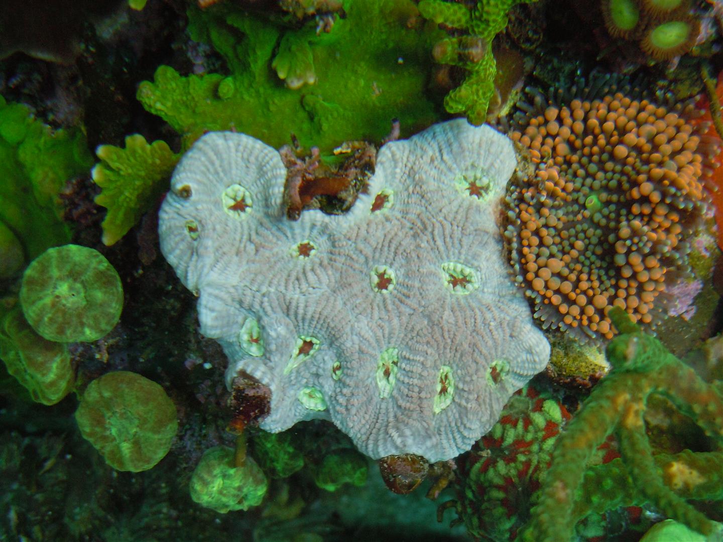 corals 5