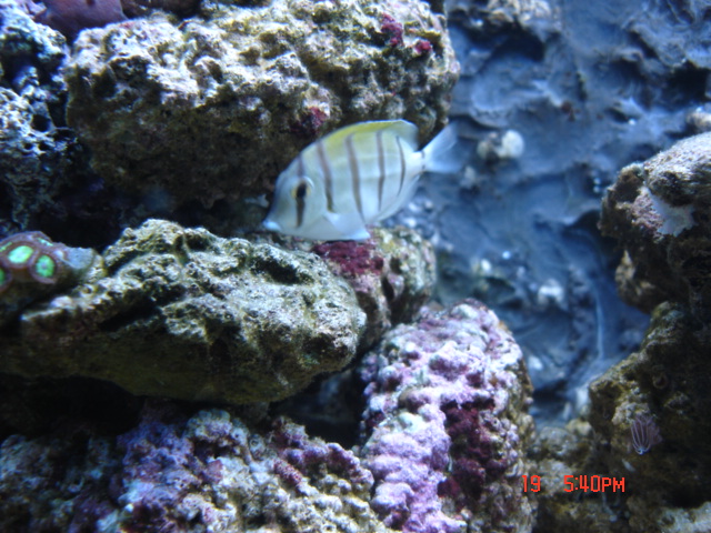 Convict tang