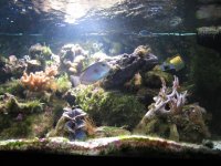 JacquesB - new-look aquarium pics - NEW UDPATES 5
