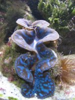 JacquesB - new-look aquarium pics - NEW UDPATES 6