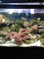JacquesB's updated pictures of my 2 metre tank 2