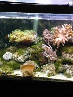 JacquesB's updated pictures of my 2 metre tank 3