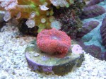corals 7