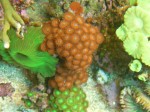 corals 3
