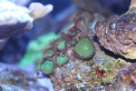 corals 8