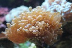 corals 3