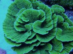 Corals 9