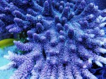 Corals 10