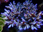 Corals 2