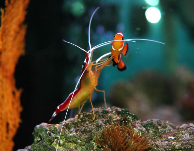Cleaner shrimp and clown