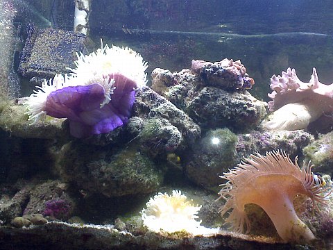 Jacques' 2 metre tank - updated pics 2