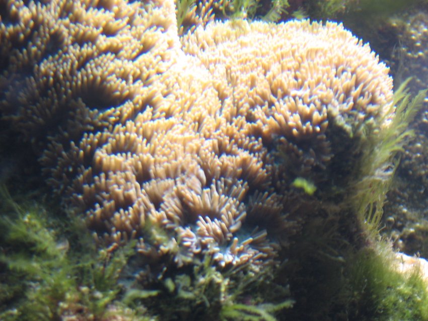 JacquesB - new-look aquarium pics 2