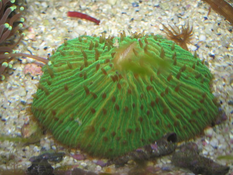 JacquesB's latest Updated pics - 2 metre tank 5