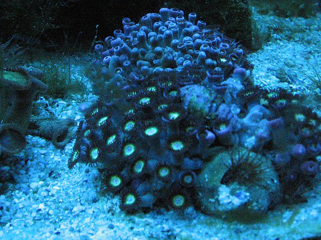 JacquesB's tank pics - updated - actinics only 2