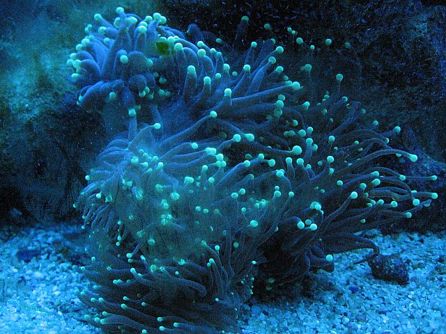 JacquesB's tank pics - updated - actinics only 3