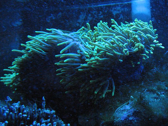 JacquesB's tank pics - updated - actinics only 4