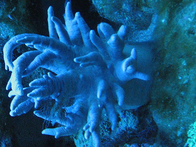 JacquesB's tank pics - updated - actinics only 7