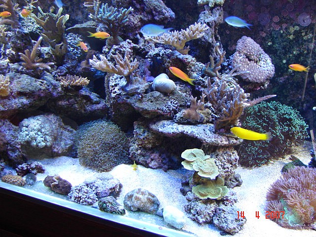 Dragon Reef 1 year 10