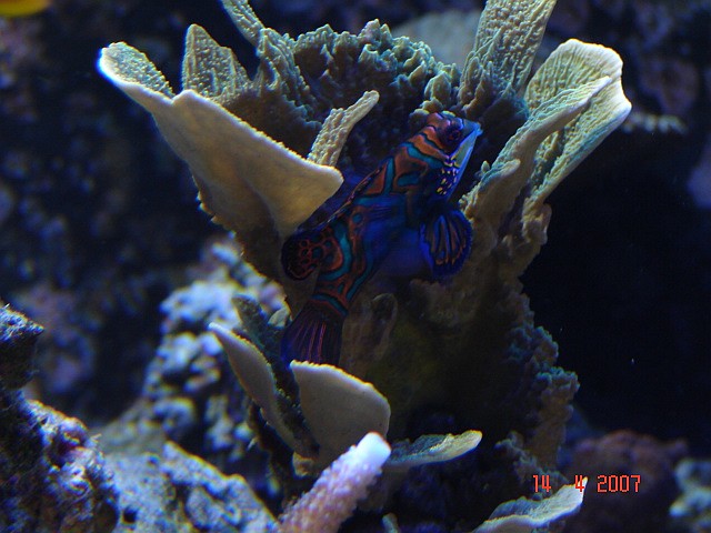 Dragon Reef 1 year 4