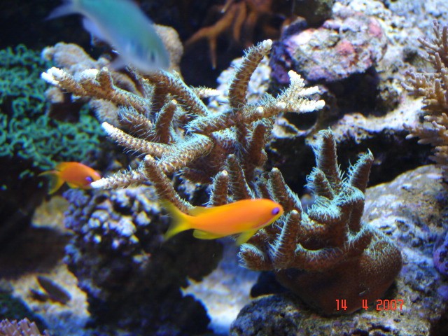 Dragon Reef 1 year 10