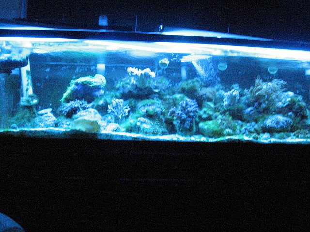 JacquesB's tank pics - updated - actinics only 2
