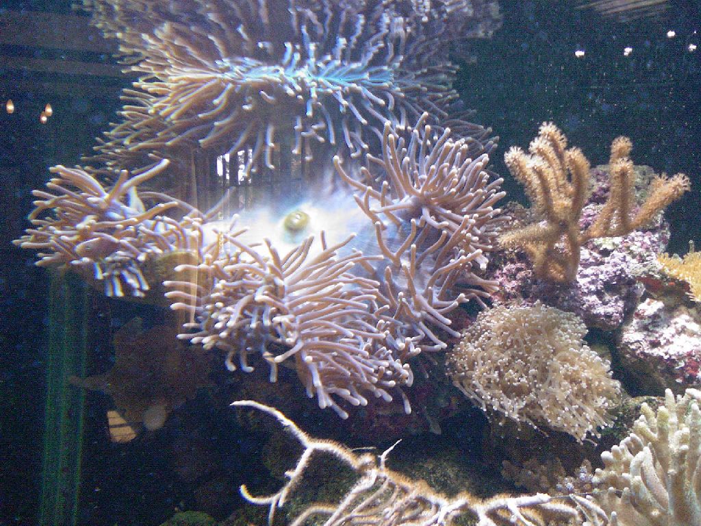 Meeting 5 - Bob the Reef Builder's System 2