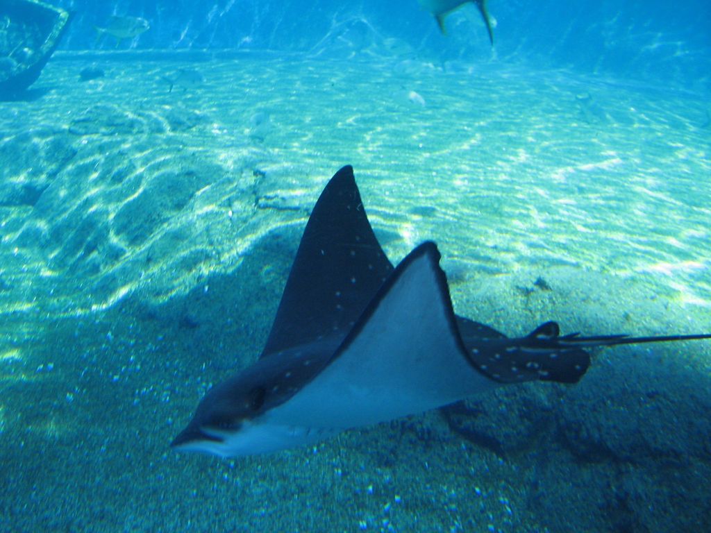 SARKAB 2006 Durban 7