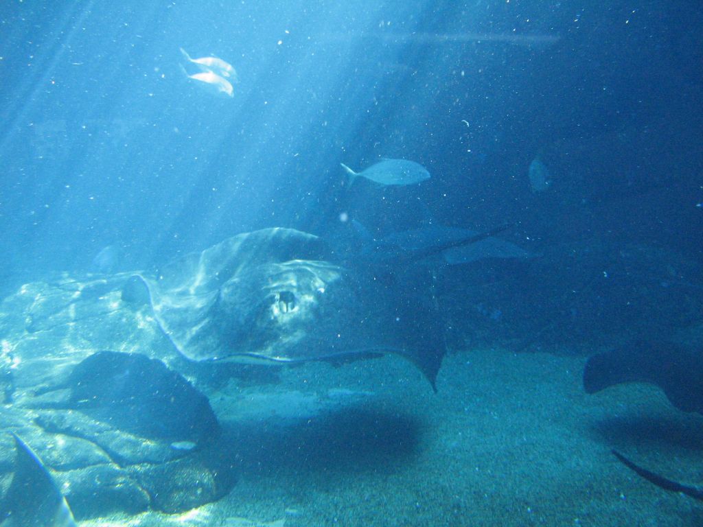 SARKAB 2006 Durban 5