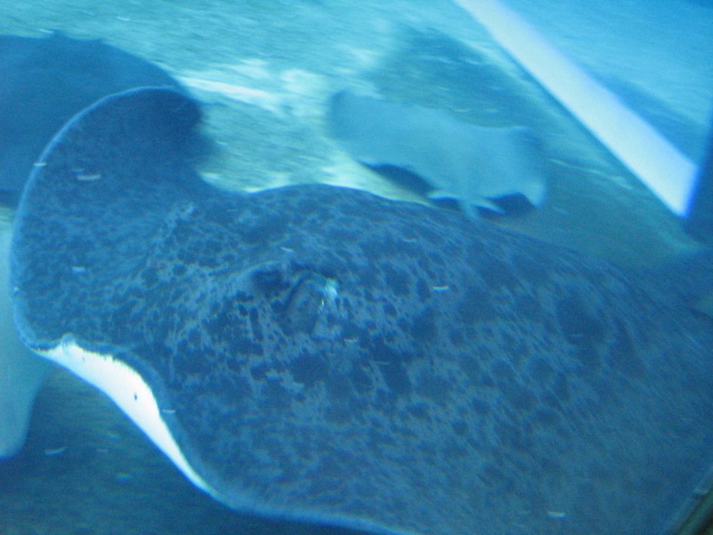 SARKAB 2006 Durban 6