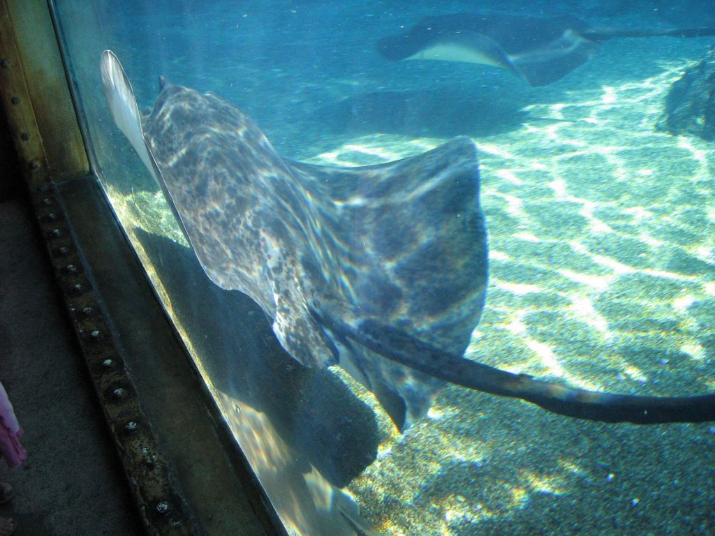 SARKAB 2006 Durban 7