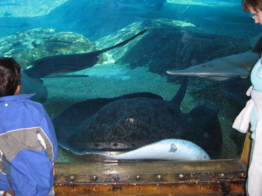 SARKAB 2006 Durban 10