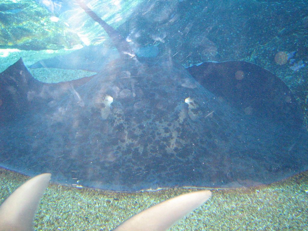 SARKAB 2006 Durban 2