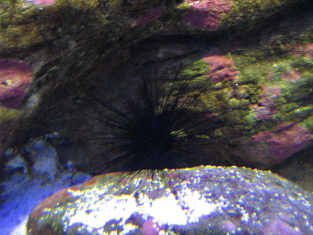 SARKAB 2006 Durban 9