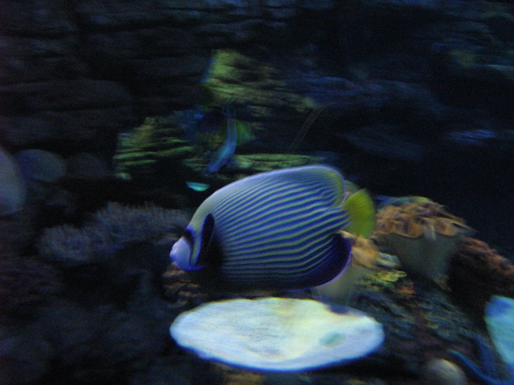 SARKAB 2006 Durban 10