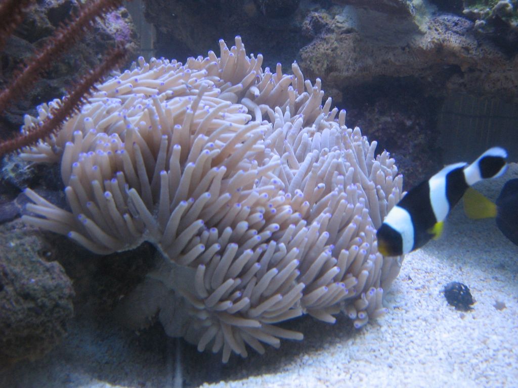 SARKAB 2006 Durban 8