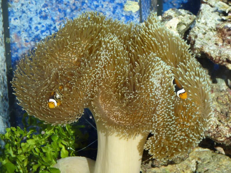 clownfish and pincushion