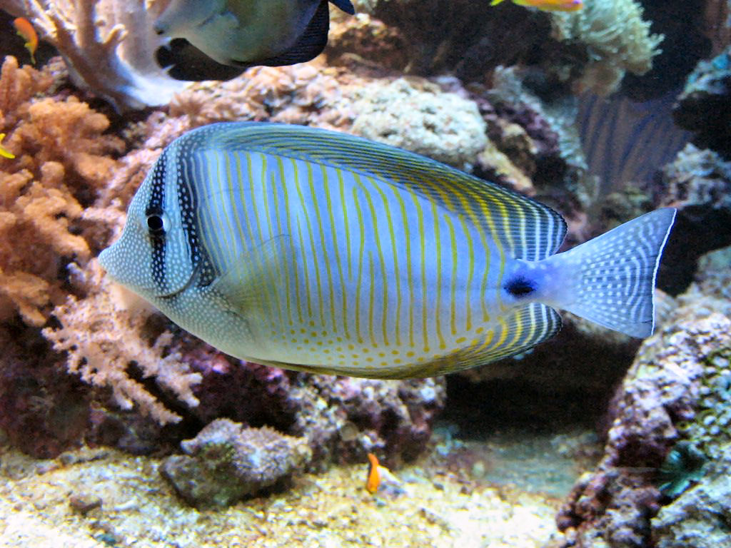 Meeting 13 - Midasblenny1 (Sponsor) 3