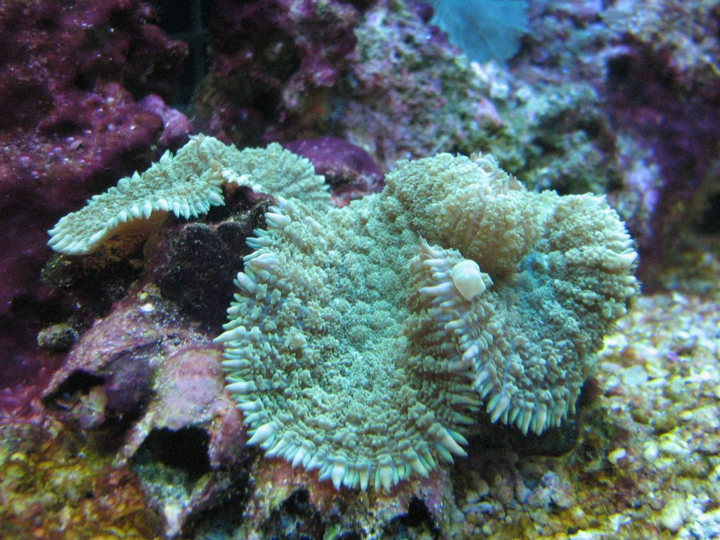 Meeting 13 - Midasblenny1 (Sponsor) 5