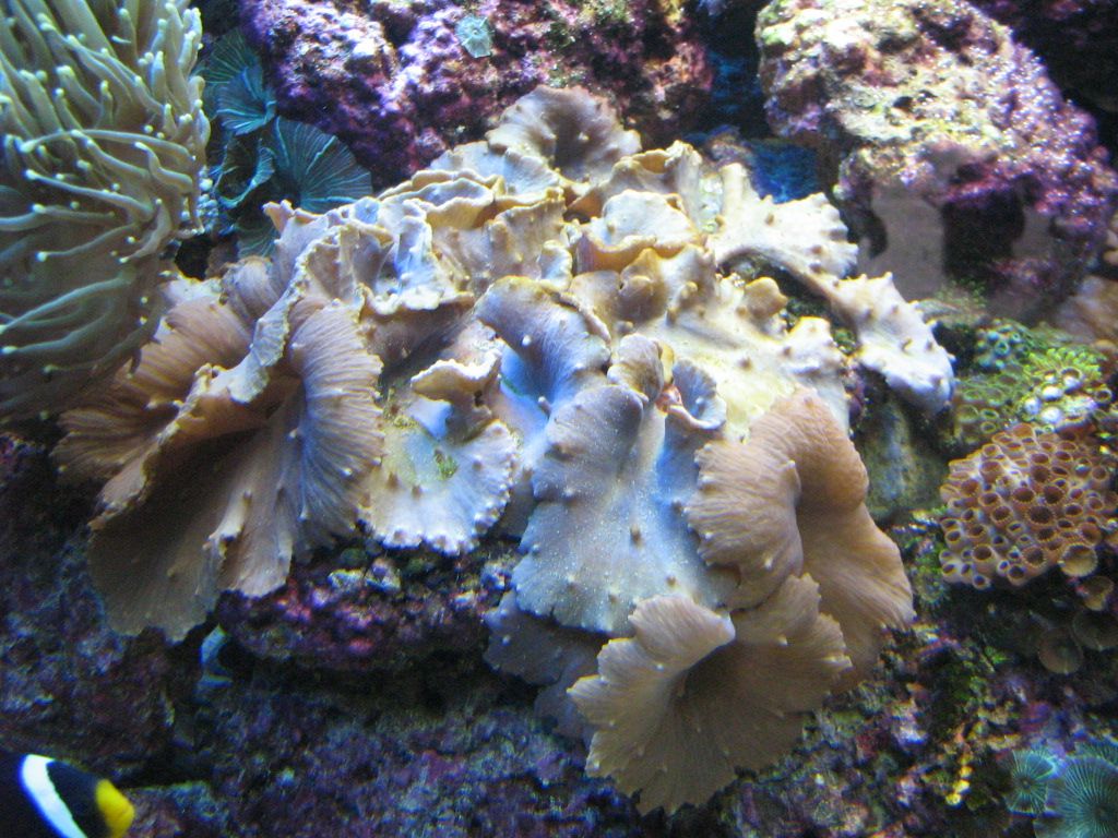 Meeting 13 - Midasblenny1 (Sponsor) 6