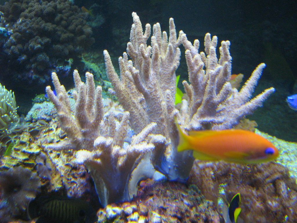 Meeting 13 - Midasblenny1 (Sponsor)