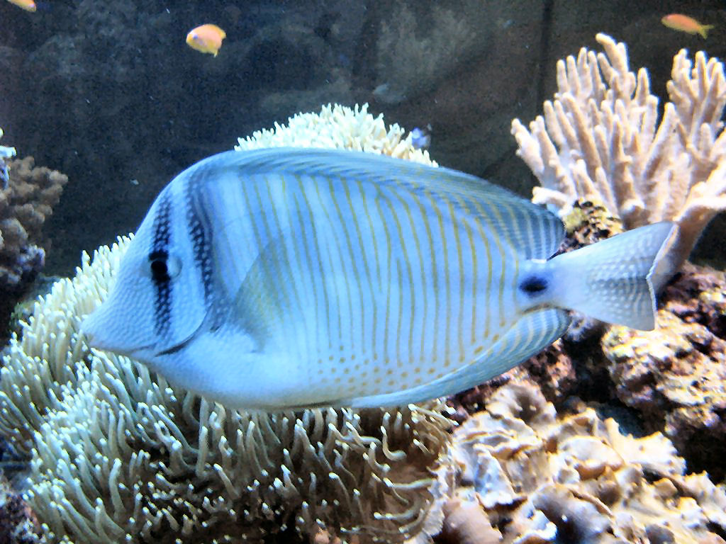 Meeting 13 - Midasblenny1 (Sponsor) 5