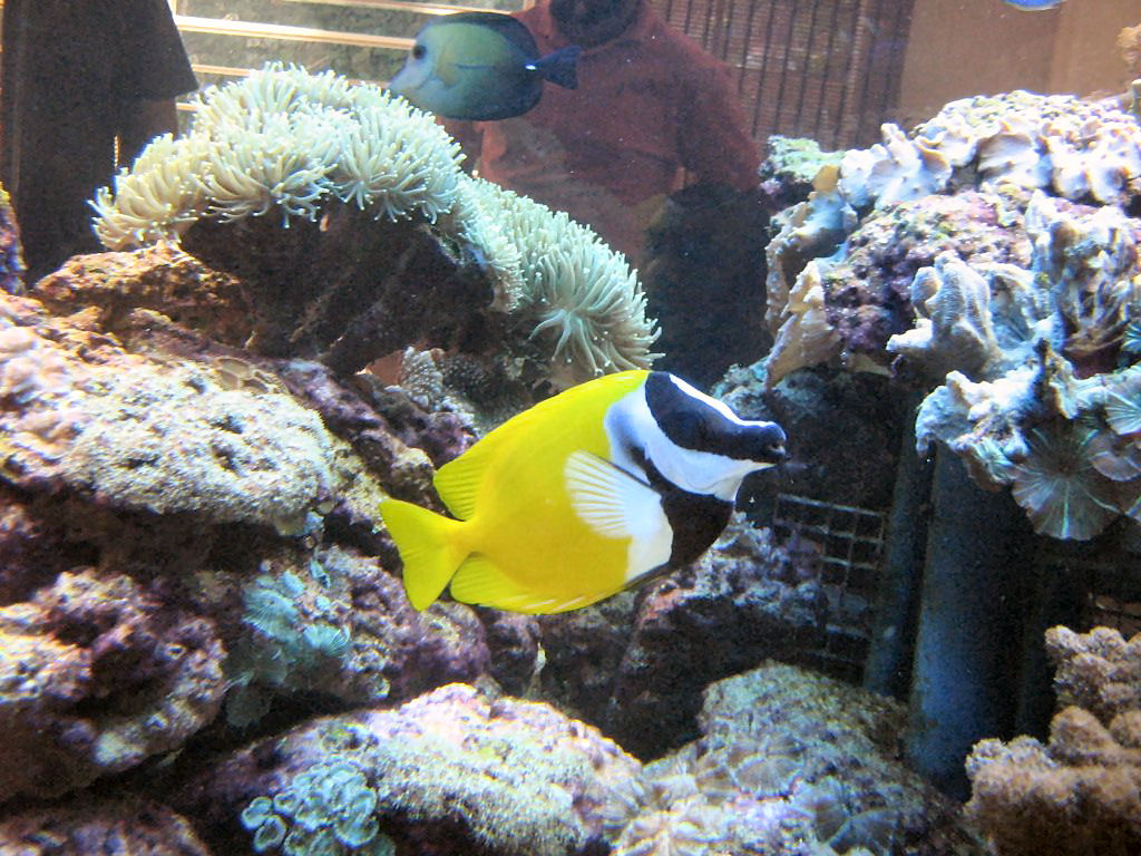 Meeting 13 - Midasblenny1 (Sponsor)