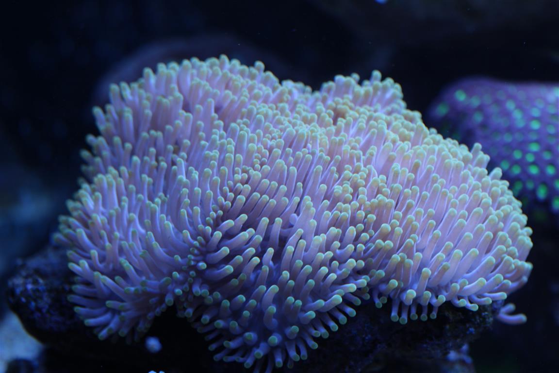 corals 2