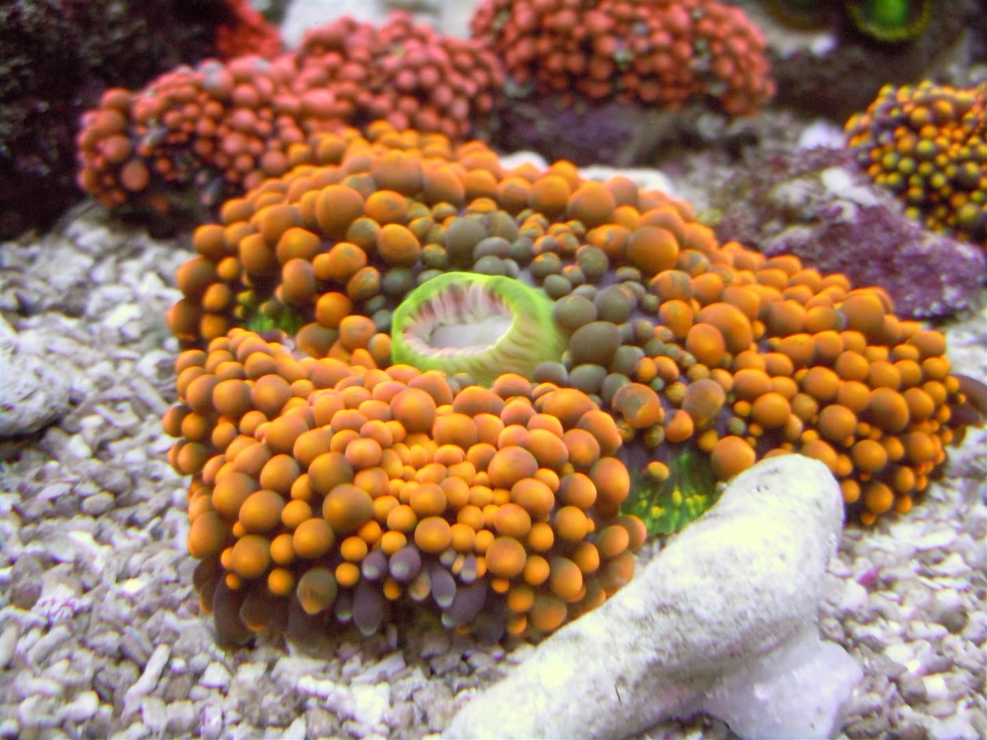 corals 8